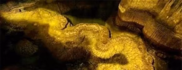  3. “Rồng thật” hóa ra là ô long. Con rồng đá này là một dải đá hình rồng được hình thành do sự xói mòn của nước sông trong nhiều năm. Dải đá hình rồng này dài gần 13 mét, có phần dày và mỏng ở giữa. Nơi dày nhất đạt tới 6 mét. Điều đặc biệt là dải đá này có màu vàng óng khắp nơi. Dưới ánh nắng và bị nước khúc xạ, nó trông giống như những chiếc vảy rồng đang tỏa sáng hơn. Thoạt nhìn rất dễ bị nhận là rồng thật.