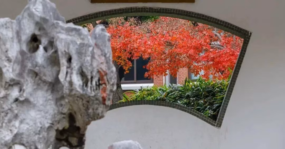  Mỗi khi có ánh nắng chiếu vào, bạn cảm nhận được thời gian trôi qua khung cửa, cho bạn cảm giác thèm được sống chậm, thèm được nhìn sâu vào tâm hồn mình. Sự bình yên, đầy chất thơ mà cây cảnh này mang lại sẽ khiến mọi người đều yêu mến. Những chiếc lá cũng tươi đẹp và thay đổi theo bốn mùa. Ảnh minh họa Toutiao 