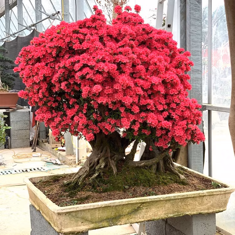  8. Cây cảnh: Đỗ quyên Nhật bản. Đỗ quyên Nhật Bản (Rhododendron indicum) có hoa và lá tươi tốt, thân ngắn và có khả năng chịu cắt tỉa lớn. Đây là loại đỗ quyên được giới chơi cây cảnh yêu thích. Chúng được ca ngợi là "vua cây cảnh" vì có thể tạo được nhiều hình dáng đa dạng, đẹp đẽ. Ảnh minh họa SH 