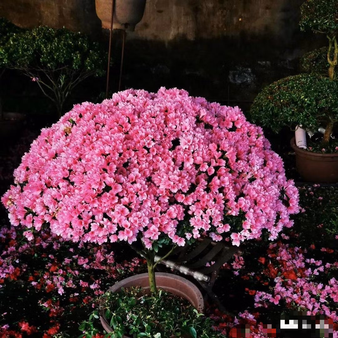  Trong cuộc sống, cây cảnh đỗ quyên là đại diện cho niềm vui và sự hạnh phúc. Văn hóa của một số quốc gia cho rằng đỗ quyên tượng trưng cho sự sum vầy, ấm áp trong gia đình, giúp gắn kết tình cảm giữa các thành viên và mang lại niềm vui, hạnh phúc. Những người nuôi nó ở nhà về cơ bản không thiếu tiền, có tính thẩm mỹ cao và có kỹ năng làm vườn vững chắc. Những người nuôi nó tốt sẽ luôn có tiền và nhàn hạ. Ảnh minh họa SH 