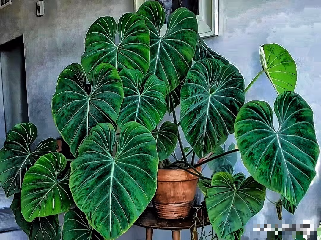  Đối với những gia đình làm ăn, giàu có, việc giữ cho cây cảnh trong nhà có cành lá xum xuê, xanh tốt là điều họ rất chú trọng. Vì sức sống của cây tượng trưng cho sự phát triển, thăng tiến, tài lộc dồi dào đến với gia chủ. Ảnh minh họa Inf.news 