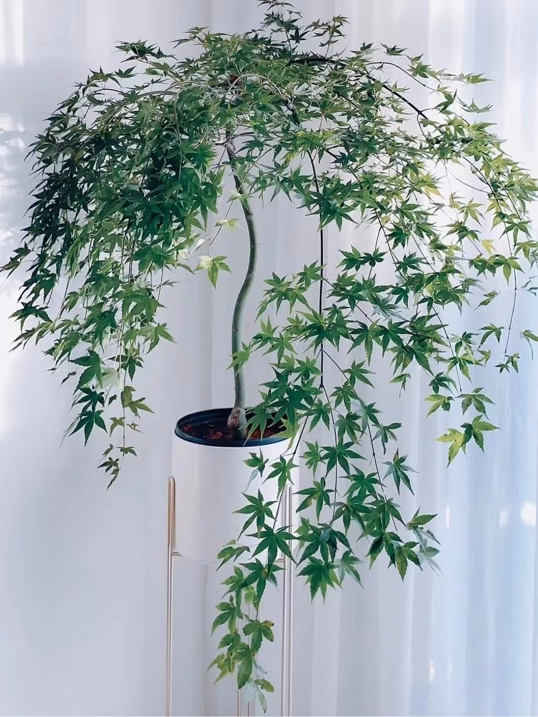  7. Cây cảnh: Phong. Cây phong là loài hoa và cây cảnh rất cổ điển. Mọi người đều biết rằng mùa thu và mùa đông là mùa của cây phong. Khi ra ngoài thiên nhiên, bạn có thể nhìn thấy lá phong đỏ khắp các ngọn núi. Hình dáng của cây phong đơn giản nhưng thanh lịch, đặc biệt mềm mại và duyên dáng. Cành rủ lả lướt, những chiếc lá như bàn tay vẫy nhẹ trong gió. Ảnh minh họa Toutiao 