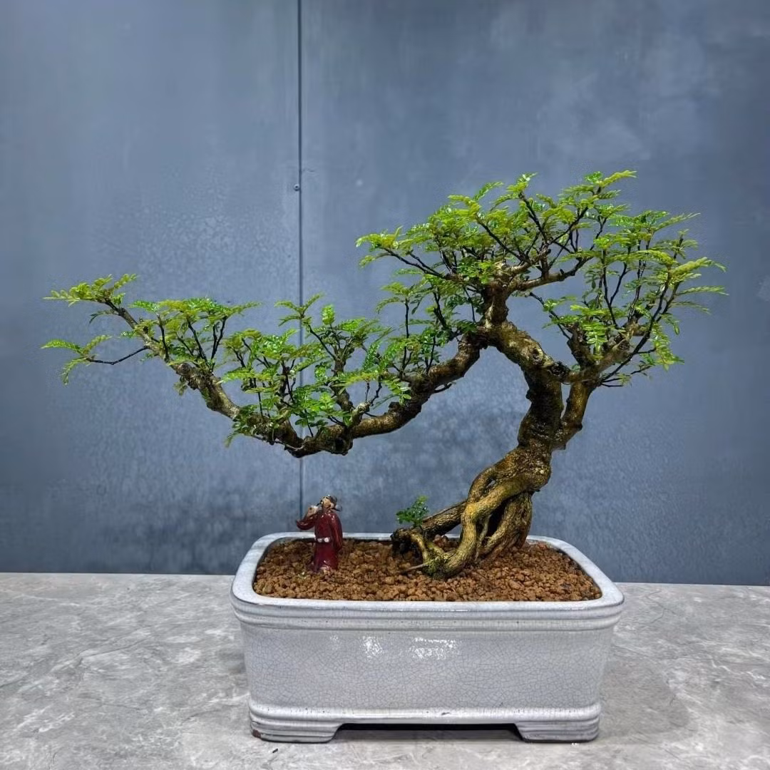  3. Cây cảnh: Cây cảnh gỗ tiêu. Cây gỗ tiêu (Pepperwood) có tên khoa học là (Zanthoxylum) là một cây có quả được dùng làm gia vị. Màu xanh bốn mùa của cây gỗ tiêu chứa đựng sức sống vô tận khi trồng tại nhà có thể khiến vận may, phú quý trong gia đình được dồi dào, từ đó loại bỏ những tai họa có thể xảy ra và cầu mong mọi điều tốt đẹp nhất cho gia đình. 