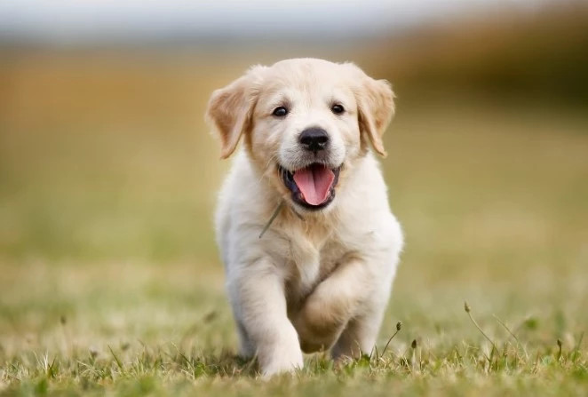  Sự nhiệt tình giúp đỡ người khác của tuổi Tuất không chỉ xây dựng niềm tin mà còn mang đến những kết nối quý giá. Họ sẽ nhận ra rằng, mỗi lần giúp đỡ lại là một cơ hội để mở rộng mạng lưới và tạo nền tảng cho sự phát triển bền vững trong tương lai.