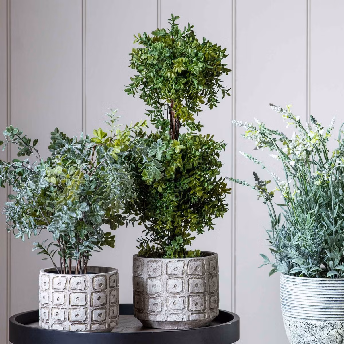  Cây cảnh này lớn rất chậm nên với những cây hoàng dương bonsai lâu năm có giá khá đắt đỏ. Nói chung, những người có đủ khả năng để trồng cây hoàng dương ở nhà đều là những quý tộc giàu có và trang nhã.