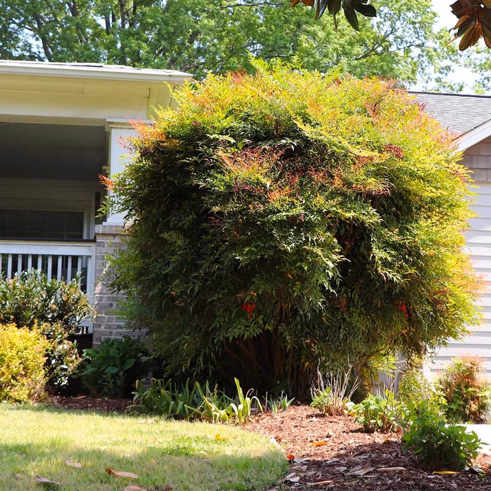 Cây cảnh này mang vẻ đẹp thanh lịch, nghệ thuật, trang nhã và sang trọng. Nếu bạn nhìn thấy ai đó có một cây cảnh nam thiên trúc độc đáo ở nhà thì người đó chắc hẳn là người giàu có và nhàn nhã.