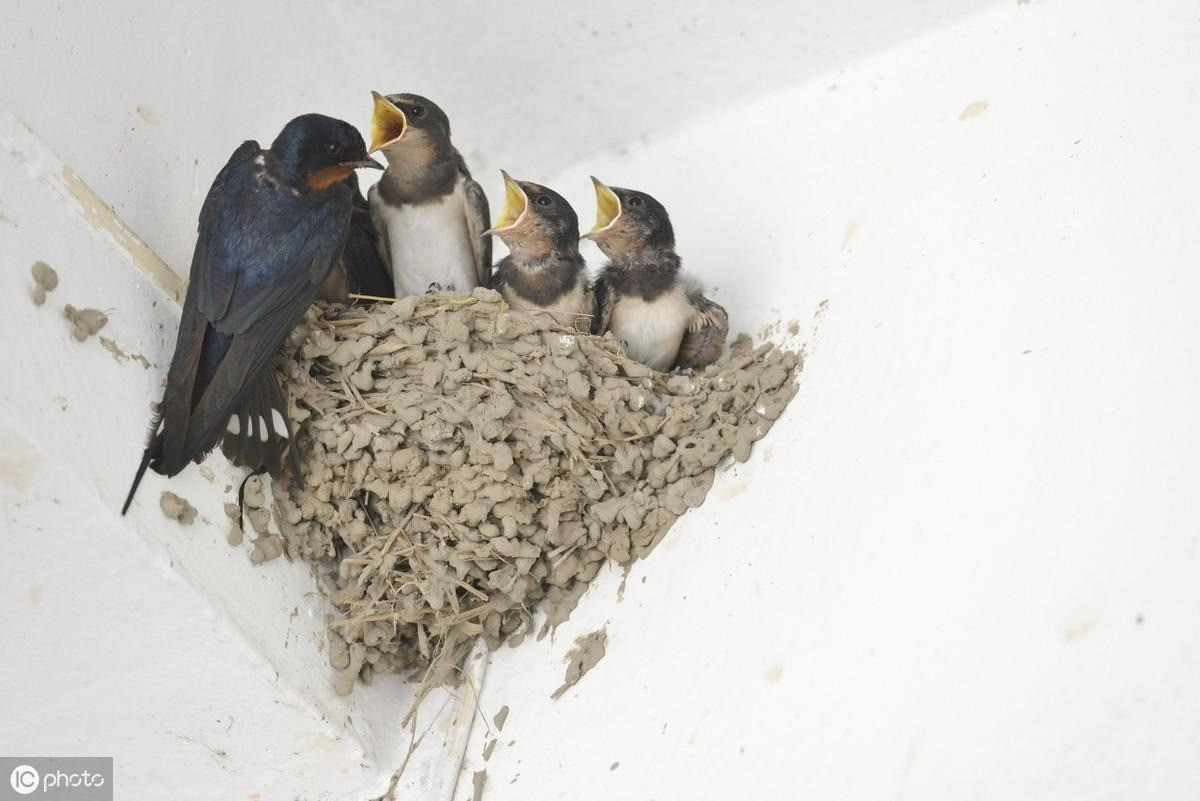  6. Người xưa dặn: Én và dơi ghé thăm, gia đình bình an. Theo người xưa, nếu dưới mái hiện nhà luôn có 1 số chim én đến làm tổ chứng tỏ phong thủy của ngôi nhà tốt. Én có ý thức mạnh mẽ về môi trường bình an và sẽ chỉ làm tổ ở gia đình hạnh phúc, không cãi vã, náo loạn. Người xưa nói: "Chim én không vào nhà nghèo". Thực tế, vì én vốn nhút nhát, ít nói nên sẽ chọn một số nhà có gia đình hòa thuận hơn để xây tổ ấm. Ảnh minh họa SH