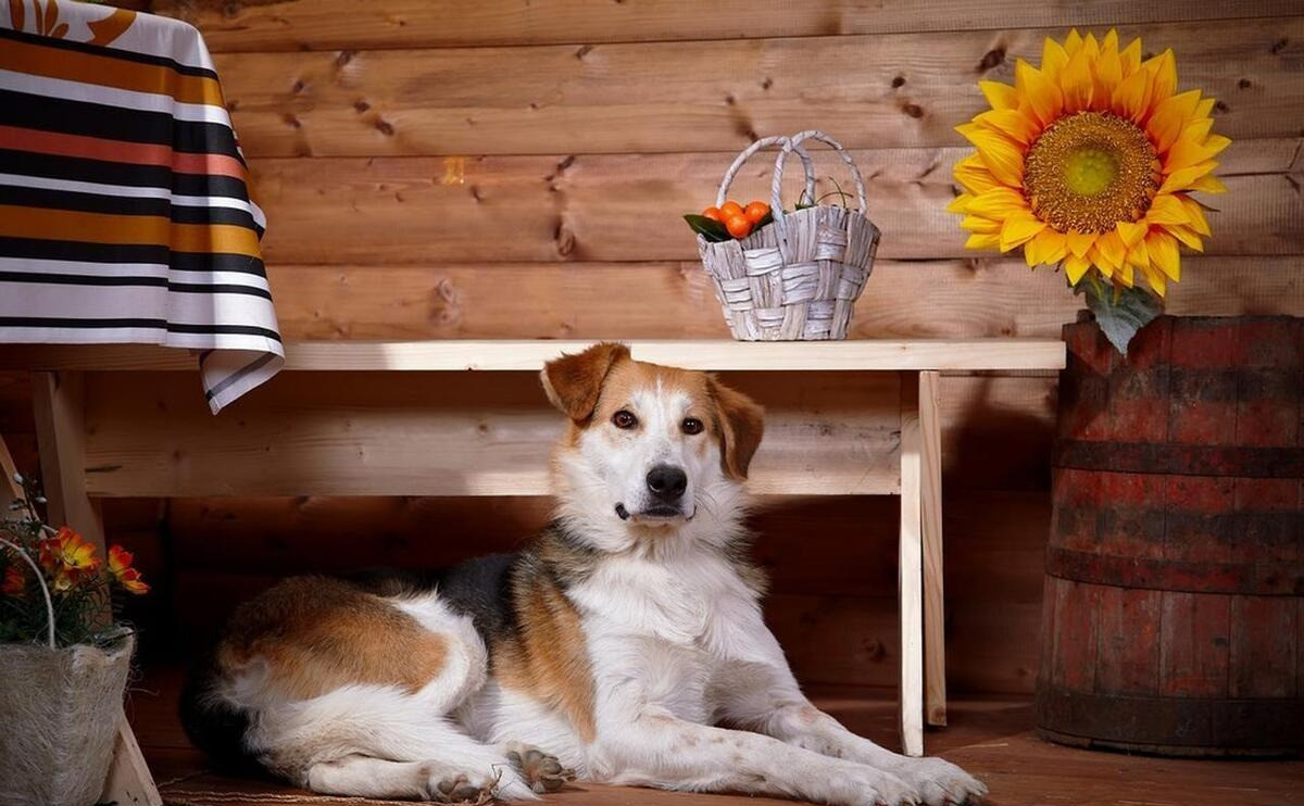  9. Người xưa dặn: Nhà có chó sủa - Khách đến chơi nhà. Chó là người bạn trung thành nhất của con người và là người bảo vệ gia đình nên tiếng chó sủa là biểu tượng gia đình. Ai nuôi chó ở nhà đều biết chó rất cảnh giác với người lạ, vui mừng với người quen. Nghe tiếng chó sủa cũng có thể phân biệt chúng đang vui mừng đón chủ hay cảnh báo có người lạ đến. Ảnh minh họa Toutiao 