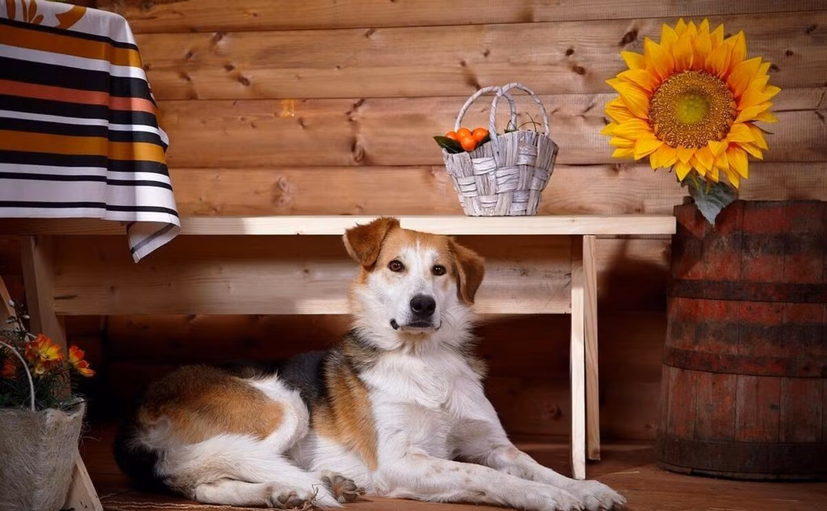  9. Người xưa dặn: Nhà có chó sủa - Khách đến chơi nhà. Chó là người bạn trung thành nhất của con người và là người bảo vệ gia đình nên tiếng chó sủa là biểu tượng gia đình. Ai nuôi chó ở nhà đều biết chó rất cảnh giác với người lạ, vui mừng với người quen. Nghe tiếng chó sủa cũng có thể phân biệt chúng đang vui mừng đón chủ hay cảnh báo có người lạ đến. Ảnh minh họa Toutiao 