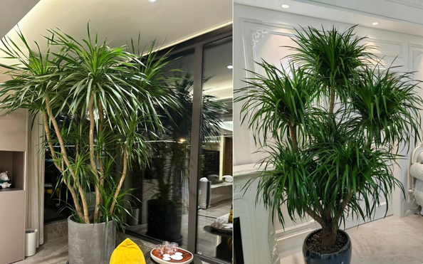 Cây cảnh này là một loại cây cao và đẹp, có tư thế như một con rồng đang bay thẳng lên trời. Lá cây mảnh và xanh tươi, cụm lá có hình đầu rồng. Những chậu cây trông độc đáo và lộng lẫy. Vẻ đẹp của cây cảnh huyết rồng không chỉ thể hiện ở hình dáng bên ngoài mà còn ẩn chứa những ý nghĩa văn hóa phong phú, cao đẹp.