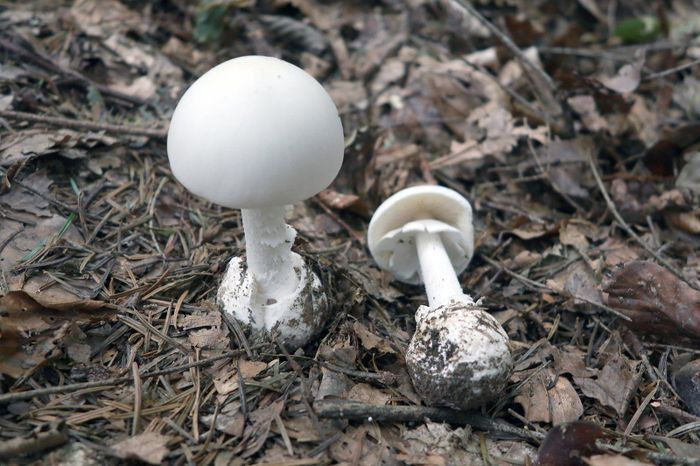 Điều này có thể gây ra các vấn đề như chảy máu, rối loạn chức năng thận và tổn thương nghiêm trọng cho gan, dẫn đến suy gan và tử vong.