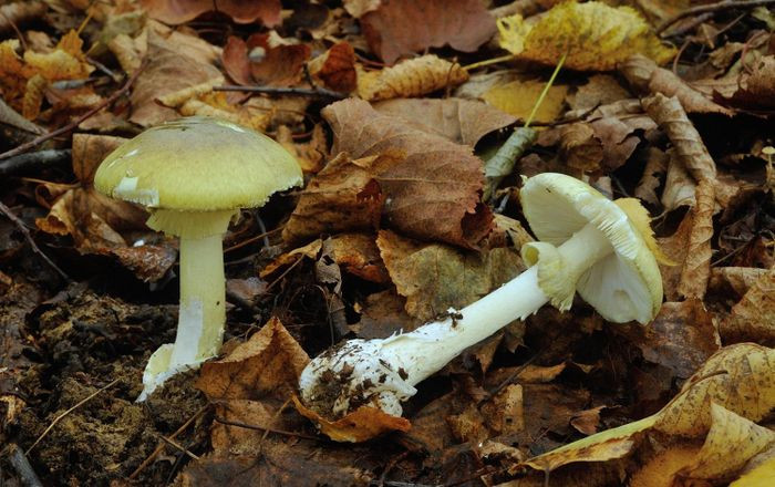 Khi ăn phải, amatoxin xâm nhập vào máu qua ruột và bắt đầu phá hủy cơ thể, ngăn chặn enzyme RNA polymerase, loại enzyme cần thiết để tế bào tạo ra protein quan trọng.