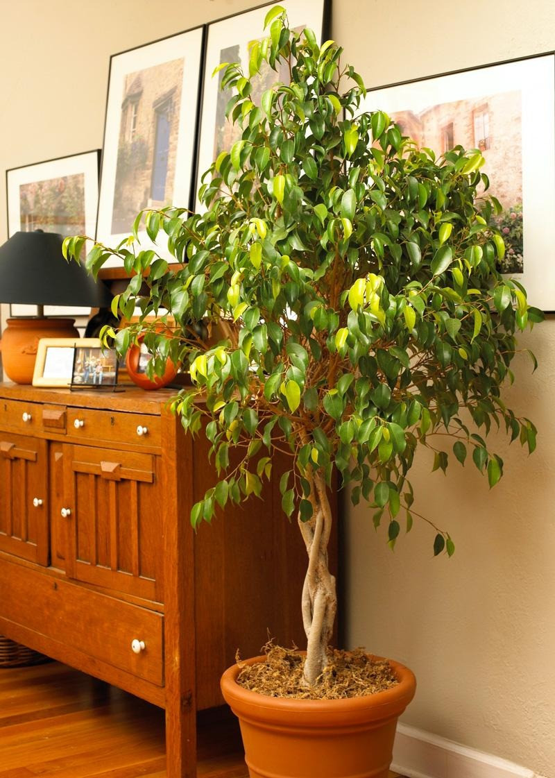  Một phần lý do khiến cây cảnh này trở nên hấp dẫn, ngoài hình dáng thanh lịch và thói quen xếp tầng, là tính linh hoạt của nó. Ảnh minh họa wap.ycwb 