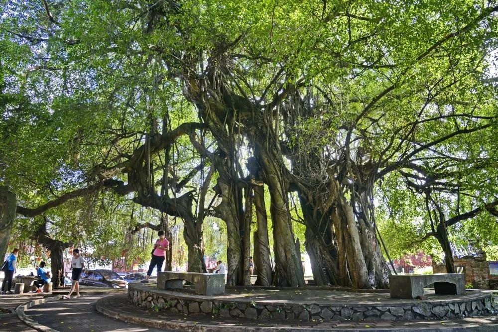 Cây sanh có tên gọi tiếng Anh là Weeping fig, ficus tree, Benjamin fig, tên khoa học là Ficus benjamina, thuộc chi Ficus, họ Moraceae. Tên khoa học của nó không bắt nguồn từ một người tên là Benjamin nhưng có lẽ liên quan đến benzoin, một loại nhựa mà cây tạo ra. Một lý do khác đằng sau cái tên Weeping fig (cây sung khóc) là chúng trữ nước trong cành và thân. Ảnh minh họa sina 
