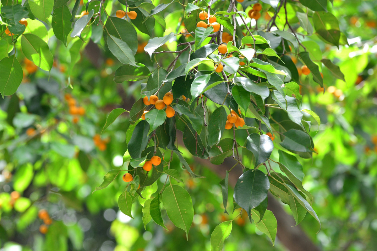  Với khả năng phát triển chiều cao và hình dạng thân và tán truyền thống, không có gì ngạc nhiên khi cây sanh là một loại cây trồng trong nhà có giá trị. 