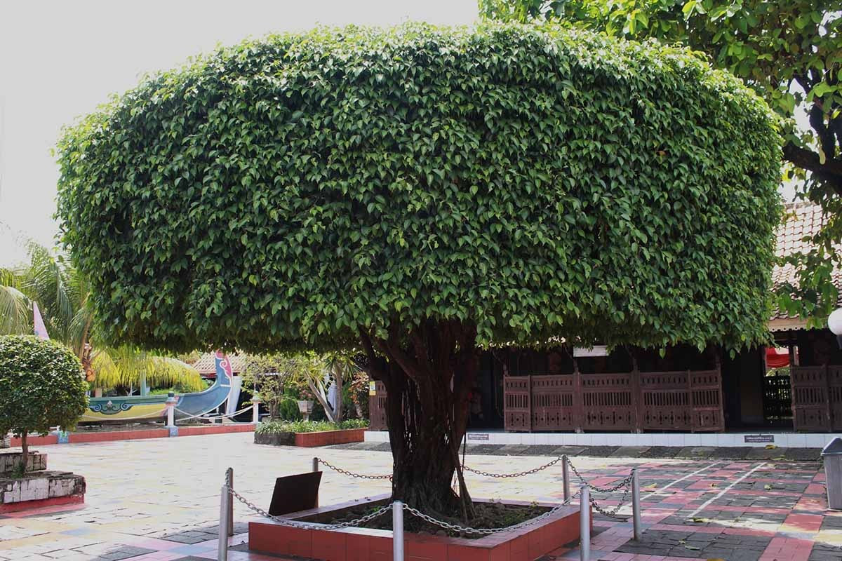  Có thể thấy, cây cảnh đắt nhất Việt Nam thuộc về cây sanh bonsai. Đây cũng là loại cây cảnh có nhiều cây "tiền tỷ" nhất, được người chơi ưa chuộng nhất về sự bề thế, tuổi thọ cao, đẹp và ý nghĩa tốt lành. Chúng cũng rất dễ cắt tỉa, tạo hình để cho ra đời những tác phẩm cây cảnh đồ sộ, hoành tráng nhất. Ảnh minh họa gardenerspath