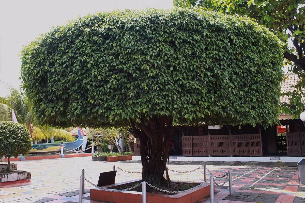  Có thể thấy, cây cảnh đắt nhất Việt Nam thuộc về cây sanh bonsai. Đây cũng là loại cây cảnh có nhiều cây "tiền tỷ" nhất, được người chơi ưa chuộng nhất về sự bề thế, tuổi thọ cao, đẹp và ý nghĩa tốt lành. Chúng cũng rất dễ cắt tỉa, tạo hình để cho ra đời những tác phẩm cây cảnh đồ sộ, hoành tráng nhất. Ảnh minh họa gardenerspath