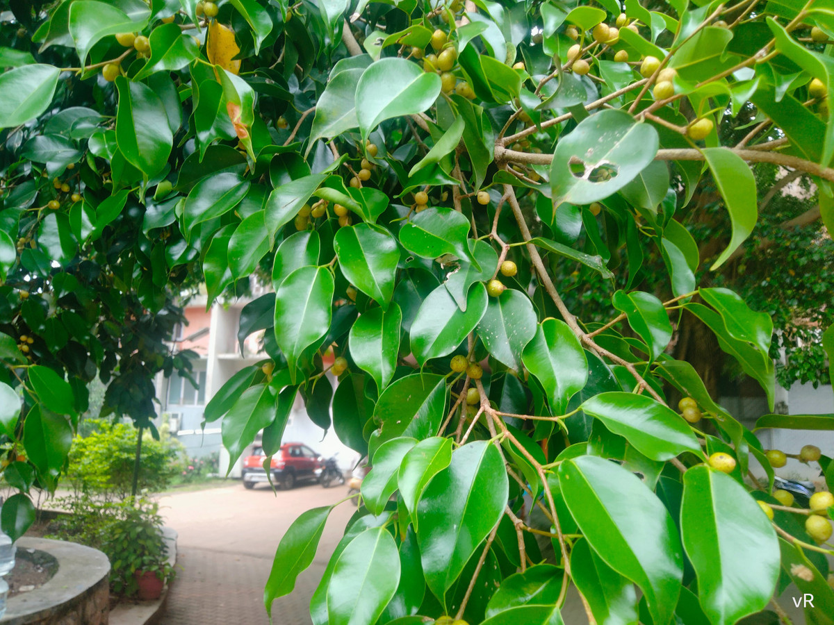 Ngoài ra, khi trồng cây cảnh này, bạn cũng nên chăm sóc, cắt tỉa cây thường xuyên để tránh những nguồn năng lượng tiêu cực. Ảnh minh họa sbbeautiful