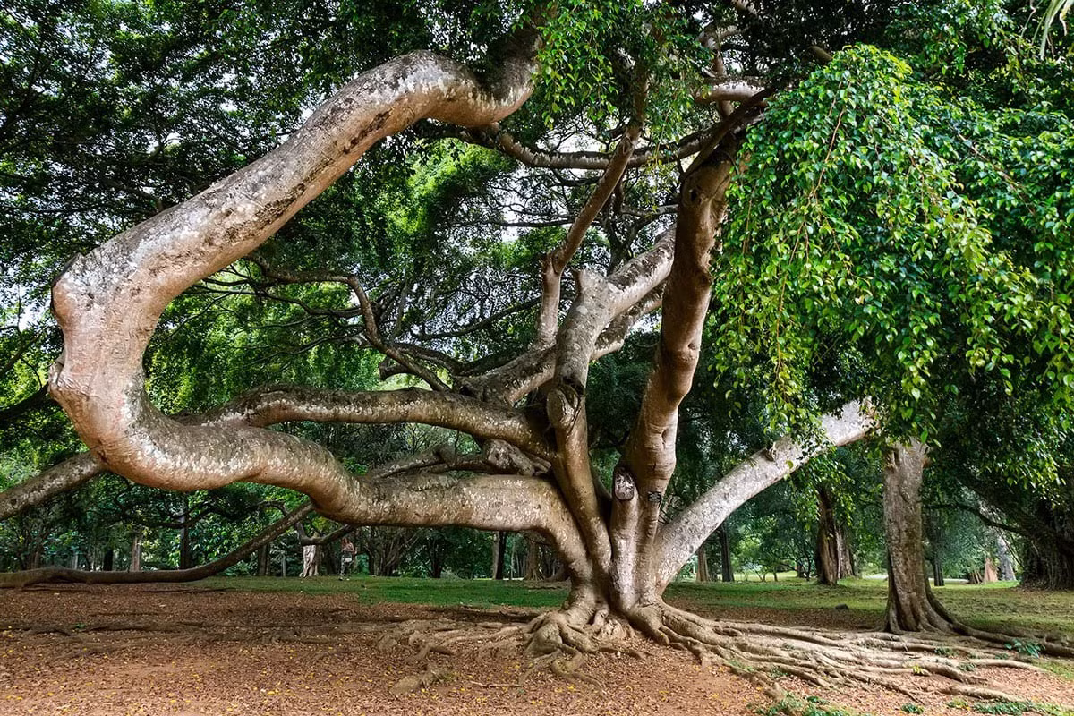 Cây cảnh này ngoài thiên nhiên rất cao lớn, có thể lên đến 20m, tán rộng, vỏ màu xám và nhắn, cành rũ xuống, lá mỏng, nhiều lông, lá hình mép. Lá có thể có màu xanh nhạt hoặc xanh đậm, thậm chí có nhiều màu khác nhau. Ảnh minh họa gardenerspath.Ảnh minh họa healthiersteps 