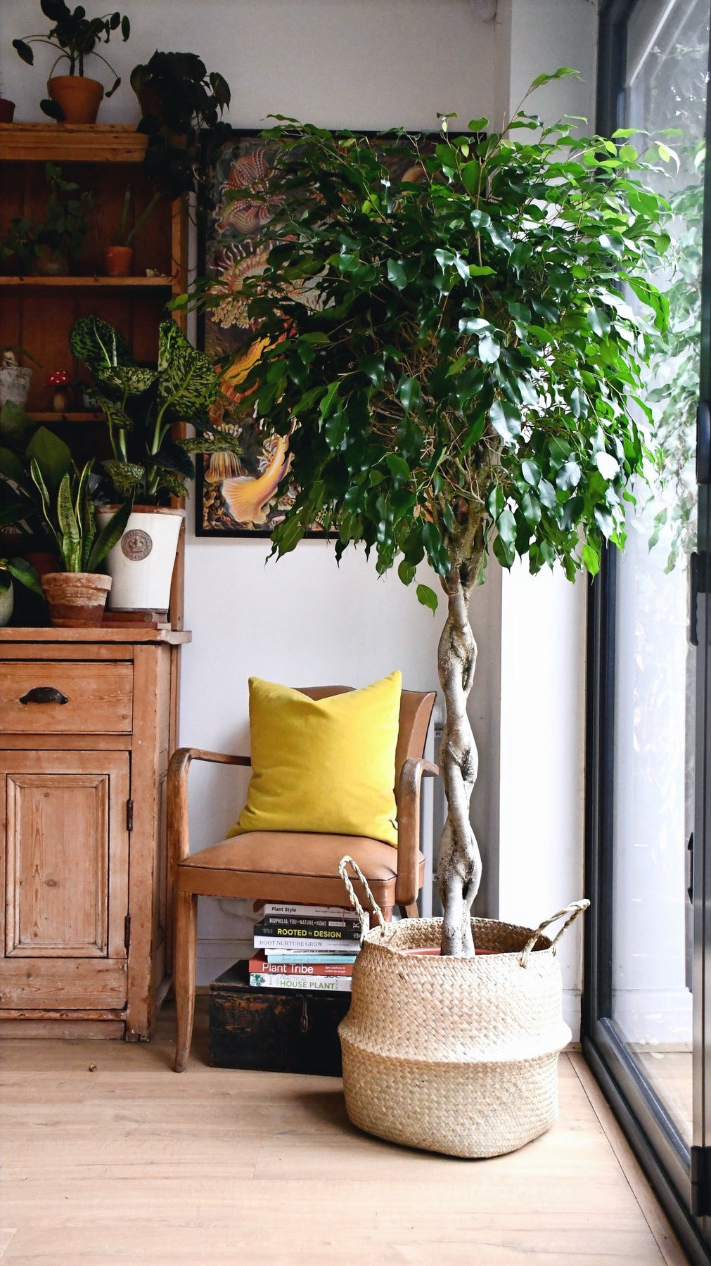  Những thân cây già có thể được cắt tỉa thành những cây cổ thụ và khỏe mạnh, khiến chúng trở thành một trong những loài cây linh hoạt nhất trong cảnh quan sân vườn. Ảnh minh họa happyhouseplants 