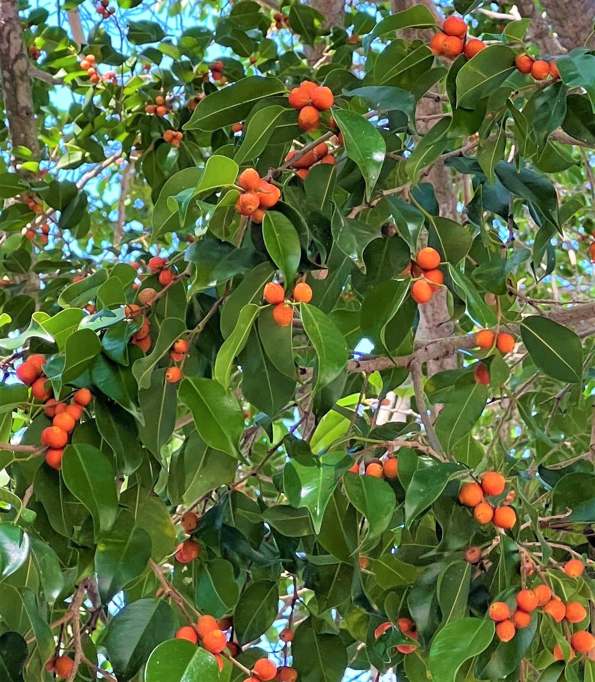 br/> Bạn nên trồng 2 - 3 cây sanh to trước nhà thay vì chỉ trồng một cây sanh. Điều này sẽ giúp thu hút nguồn dương khí cho ngôi nhà, nhờ đó giúp bạn thuận lợi, may mắn hơn trong công việc và cuộc sống. Ảnh minh họa sbbeautiful