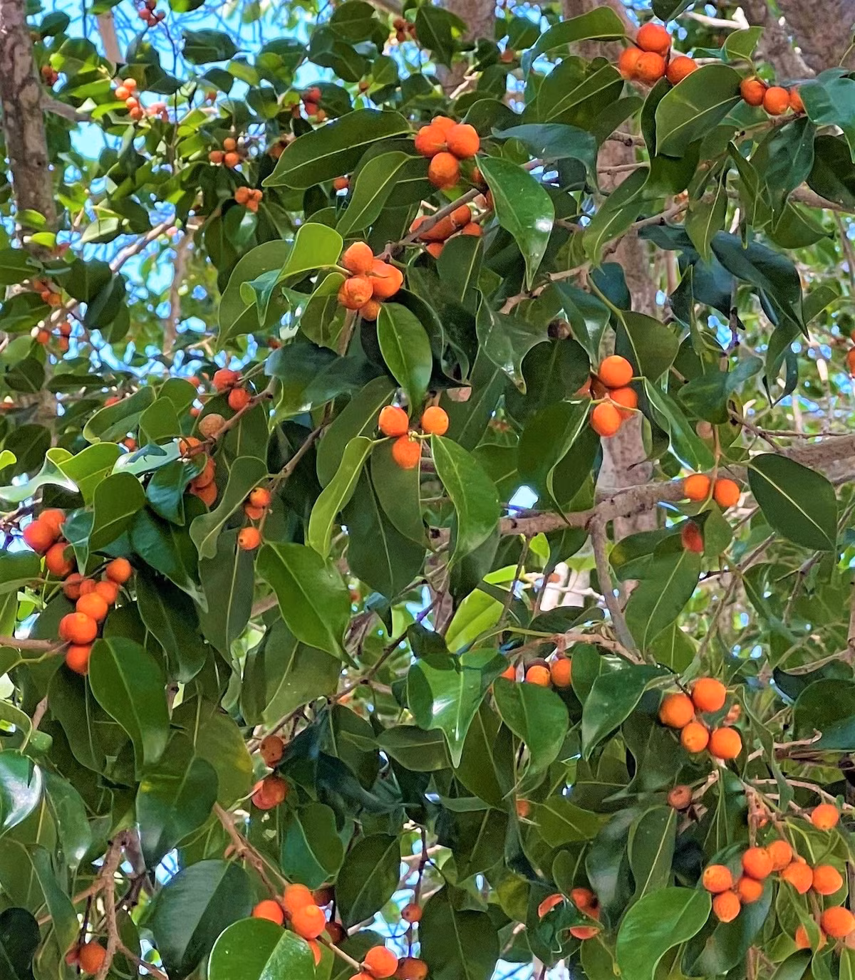 br/> Bạn nên trồng 2 - 3 cây sanh to trước nhà thay vì chỉ trồng một cây sanh. Điều này sẽ giúp thu hút nguồn dương khí cho ngôi nhà, nhờ đó giúp bạn thuận lợi, may mắn hơn trong công việc và cuộc sống. Ảnh minh họa sbbeautiful