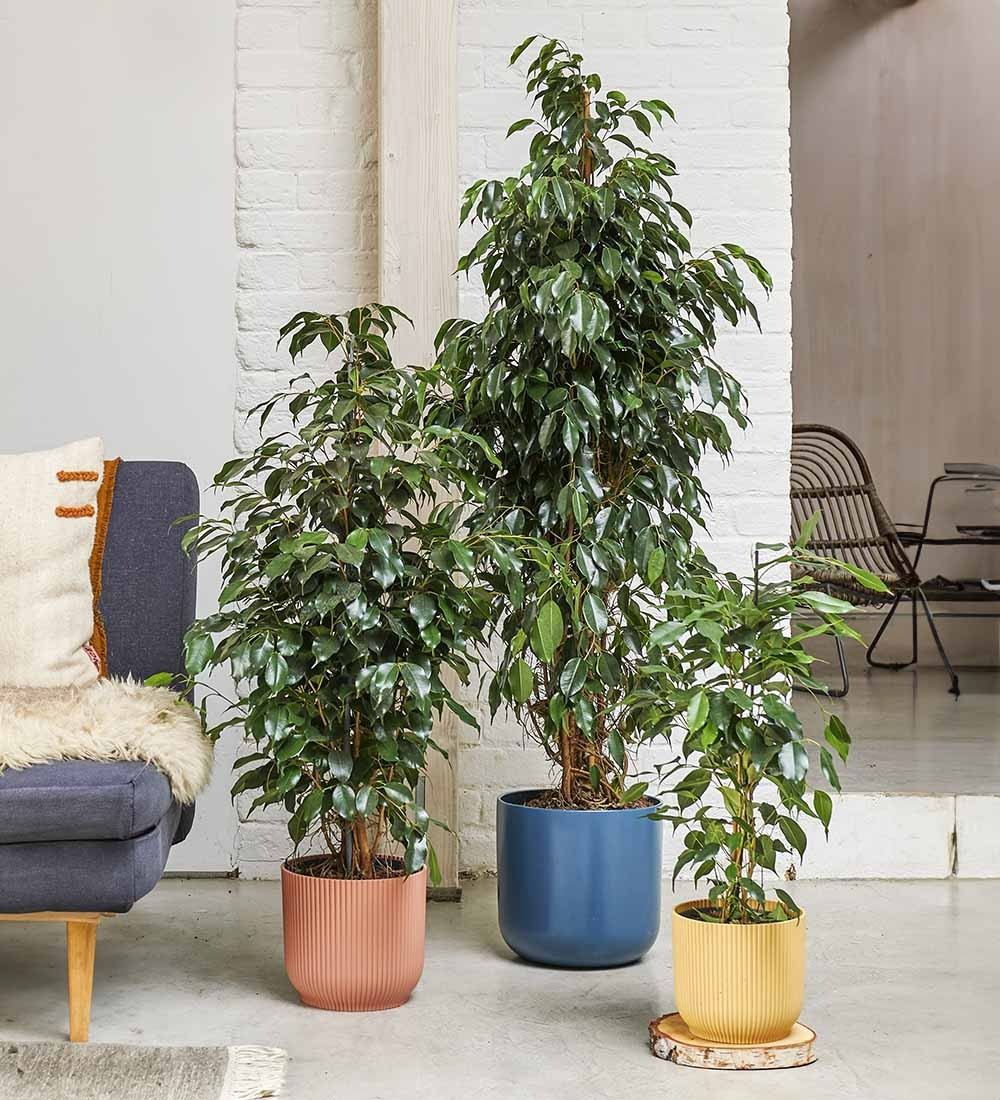 Để tạo được một "cây cảnh đắt nhất Việt Nam" chắc chắn bạn cần thời gian, công sức và kỹ thuật cao của các nhà chơi cây cảnh chuyên nghiệp.