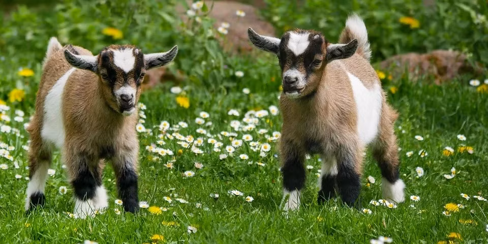 Cho dù đó là buổi họp mặt gia đình hay cuộc gặp gỡ trao đổi trong công việc, đây là thời điểm tốt để con giáp này tăng cường sự hiểu biết lẫn nhau và thiết lập tình bạn sâu sắc.