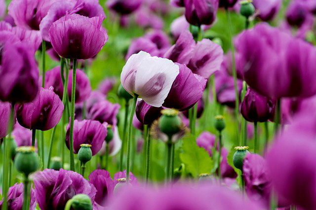  Hoa anh túc: Cây anh túc chứa chất độc như morphin, tiếp xúc lâu dài có thể dẫn đến nghiện. Hoa ngũ sắc: Toàn bộ cây ngũ sắc đều có độc và có thể gây ra phản ứng dị ứng‌ nếu tiếp xúc với da. 