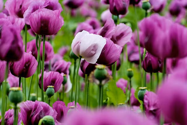  Hoa anh túc: Cây anh túc chứa chất độc như morphin, tiếp xúc lâu dài có thể dẫn đến nghiện. Hoa ngũ sắc: Toàn bộ cây ngũ sắc đều có độc và có thể gây ra phản ứng dị ứng‌ nếu tiếp xúc với da. 