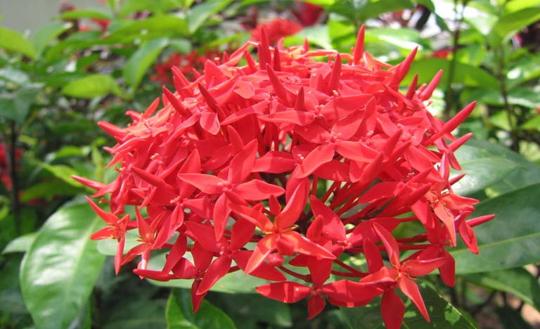 Cây đơn: Đây là một loại cây mọng nước, nhựa màu trắng đục trên cành của nó rất độc hại và có thể thúc đẩy sự phát triển của khối u và có nguy cơ gây ung thư. Nếu vô tình tiếp xúc với da có thể gây mẩn đỏ, sưng tấy; nếu nước ép dính vào mắt, thậm chí có thể gây mù lòa. 