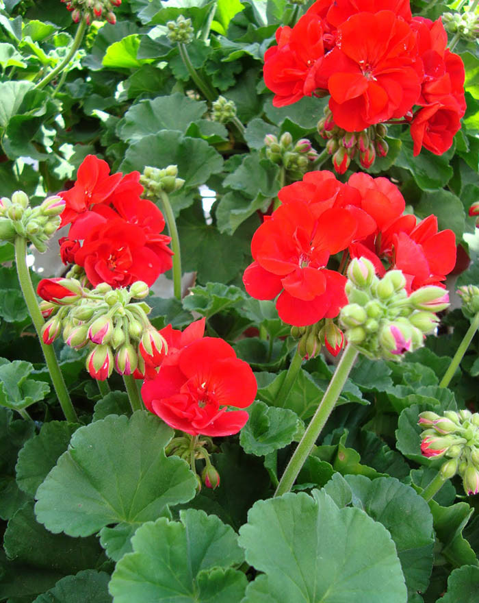 Những loại hoa và cây này có mùi khó chịu và có thể khiến mọi người cảm thấy khó chịu khi đặt trong nhà. Do đó, người xưa khuyên không nên trồng trong nhà. 