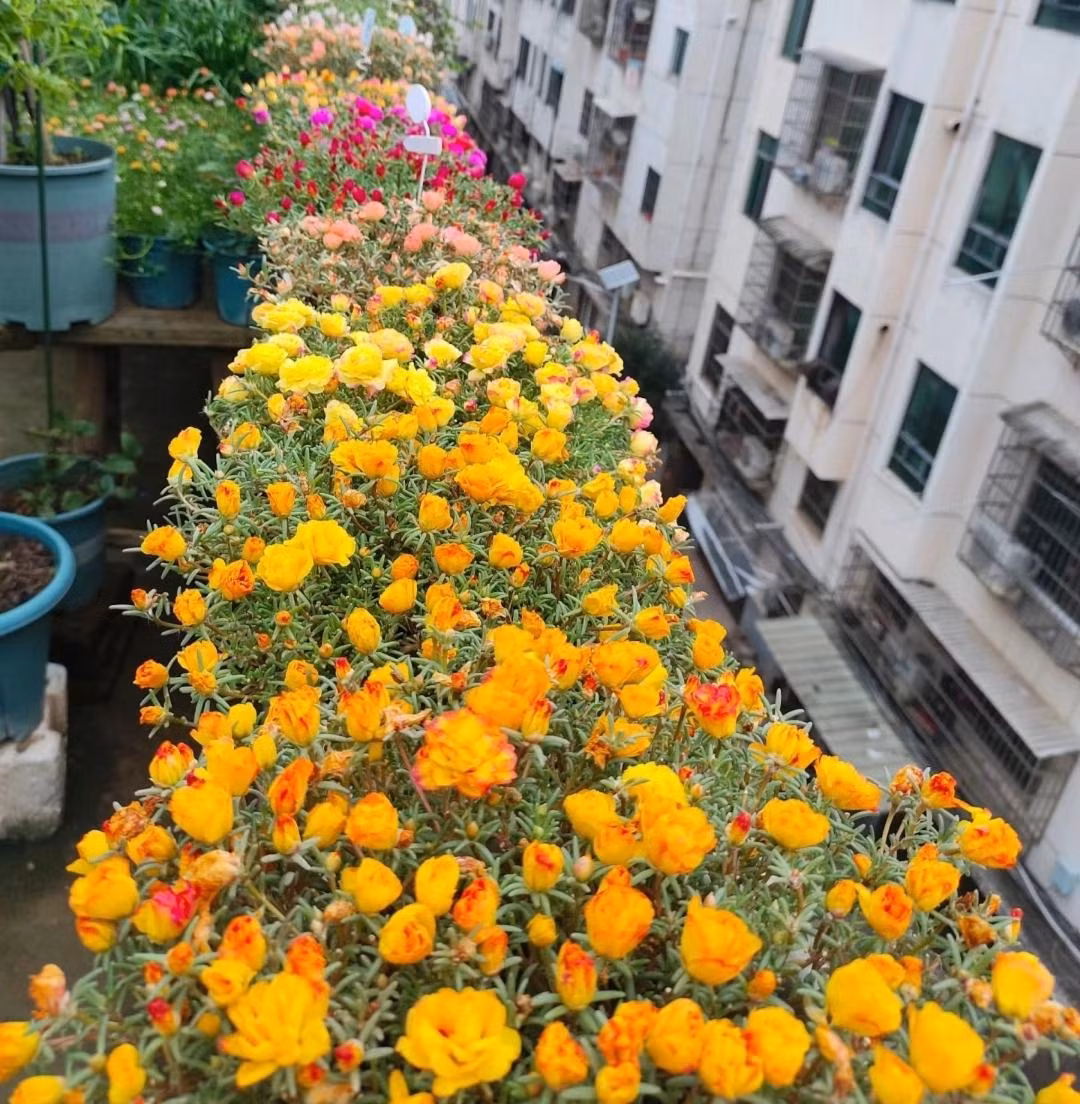 2. Cây Mười giờ: Hoa mười giờ được phổ biến rộng rãi trên khắp thế giới và có thể có tác dụng trang trí tốt dù ở sân hay ban công. Thời kỳ ra hoa là vào mùa hè, hoa có nhiều màu sắc, bao gồm đỏ, hồng, vàng và trắng. Chúng đều có nhiều màu sắc và nở rộ nhất khi có nắng. 