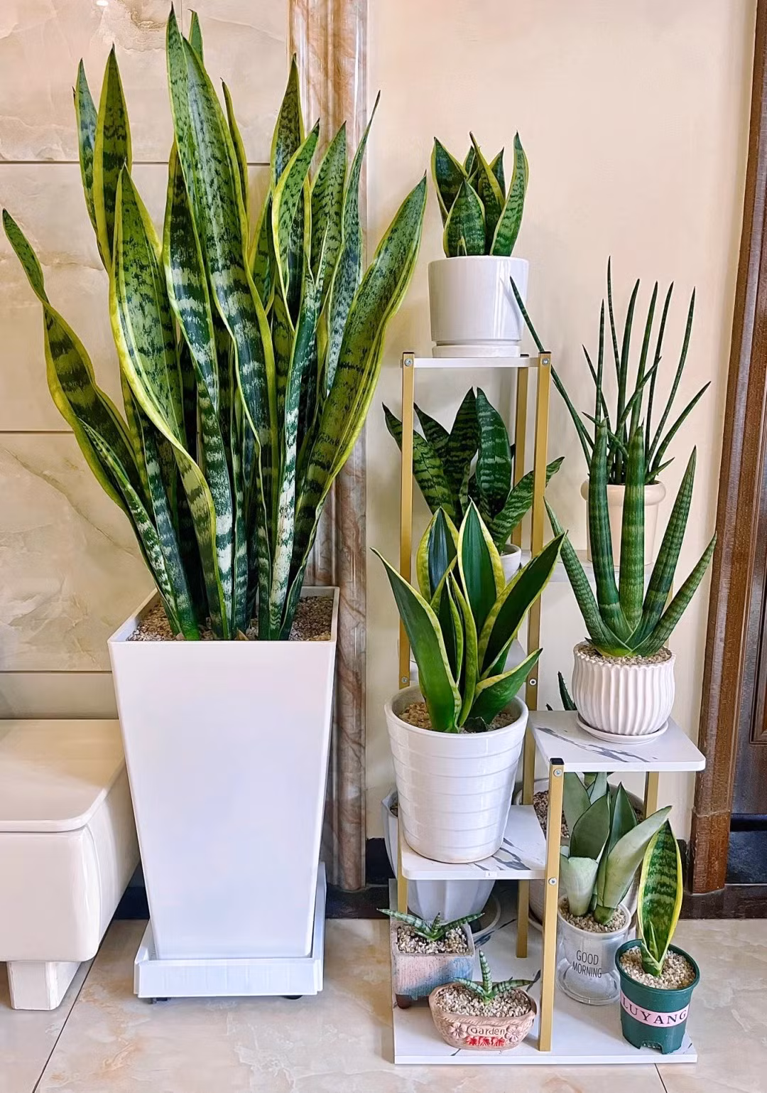  5. Cây Lưỡi hổ: Lưỡi hổ hay còn gọi là cây lưỡi cọp, vĩ hổ, có tên tiếng Anh khá phong phú như Snake plant, mother-in-law plant, mother-in-law's tongue..., trong đó tiếng Anh phổ biến hơn cả là Snake plant (cây rắn). Ảnh minh họa Toutiao 