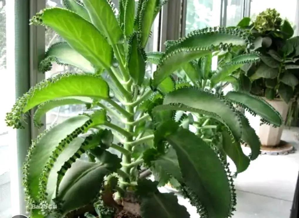  4. Cây Không khí: Cây cảnh không khí (Bryophyllum pinnatum) thuộc họ Bỏng, là anh em của cây sống đời. Nó còn được gọi với rất nhiều tên dựa theo đặc điểm "9 đuôi" của mình như cây sự sống (life plant), cây không khí (Air plant), chiếc lá thần kỳ (miracle leaf), chuông nhà thờ (cathedral bells)... Ảnh minh họa Toutiao 