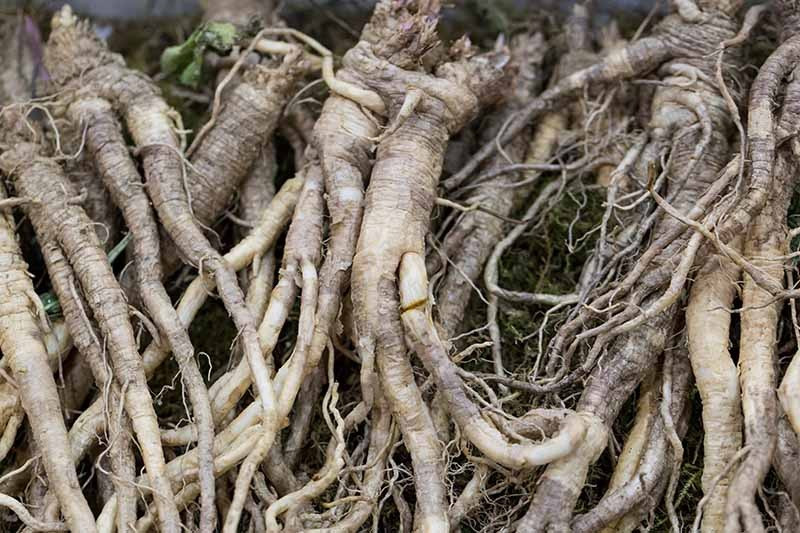 Cây cảnh này là cây thân thảo nhưng thân của nó rất mập mạp, cứng cáp, mọc dày đặc, là loại cây lý tưởng cho các khu vườn đầy nắng. Những bông hoa dài từ 5-7cm, với nhiều màu hồng, trắng, xanh lam, có gân nổi bật trên cánh hoa. Trên mỗi thân thẳng có 1 hoặc nhiều hoa. Ảnh minh họa gardenerspath 