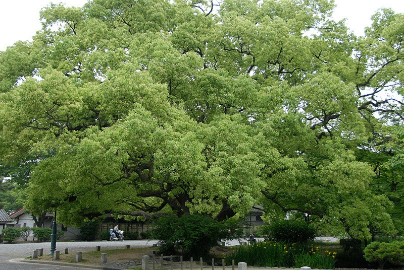 Tên chi, Cinnamomum, xuất phát từ tiếng Hy Lạp, có nghĩa là "gia vị". Cây dã hương cùng loại với cây quế và là gi gia vị được sử dụng khá nhiều trong các món ăn. Tên "long não" của cây này được đặt riêng cho mùi hương "long não". Ảnh minh họa asianflora