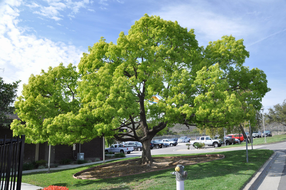  Trong phong thủy, theo người xưa, cây long não mang ý nghĩa của sức sống bền bỉ, dẻo dai, có thể đứng vũng được những giông bão của cuộc đời. Loài cây này nhắc nhở mỗi người hãy sống như loài cây long não, dễ thích nghi và mang lại nhiều giá trị cho đời. Cây cũng có ý nghĩa về mặt phong thủy, đem lại nhiều tài lộc và thịnh vượng. Ảnh minh họa plantmaster 