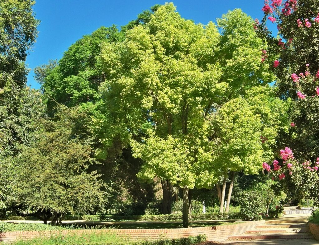  Theo quan điểm của phong thủy, cây dã hương thuộc ngũ hành, ưa ánh sáng mặt trời, có thể tụ tập năng lượng dương, tăng thêm may mắn cho gia đình. Loài cây này có tác dụng bảo vệ ngôi nhà và người già trong nhà. Ảnh minh họa stock.adobe