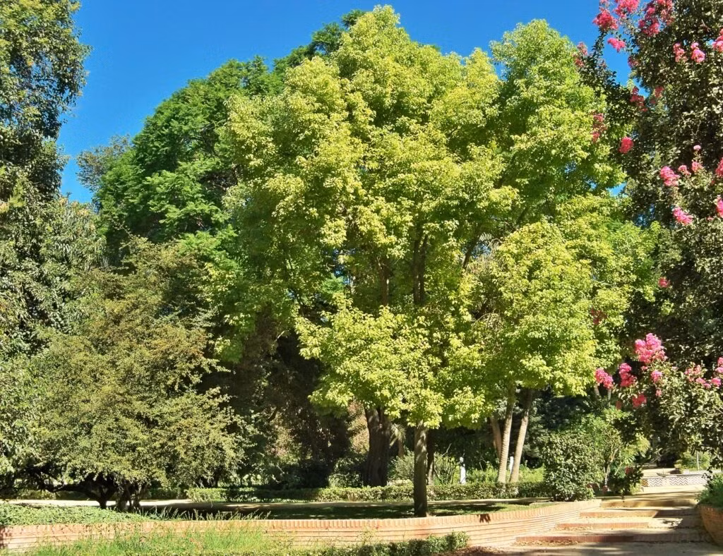  Theo quan điểm của phong thủy, cây dã hương thuộc ngũ hành, ưa ánh sáng mặt trời, có thể tụ tập năng lượng dương, tăng thêm may mắn cho gia đình. Loài cây này có tác dụng bảo vệ ngôi nhà và người già trong nhà. Ảnh minh họa stock.adobe