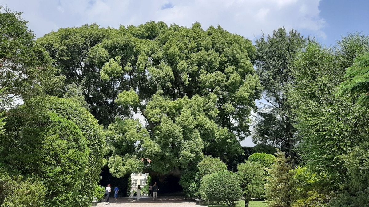  Do đó, người xưa khuyên trồng dã hương trong sân. Quan trọng hơn, cây dã hương nuôi dưỡng người có đức nên có câu: "Trồng long não trong sân, gia đình thịnh vượng, con cháu thành tài". Ảnh minh họa treesandshrubsonline 