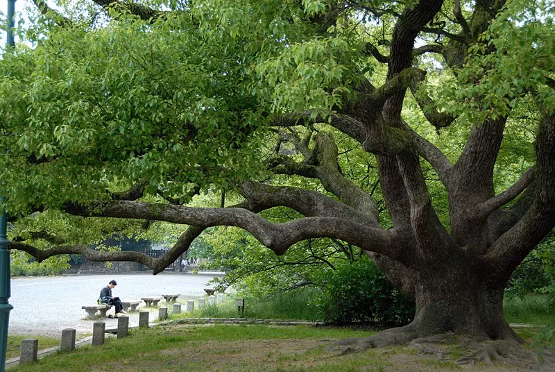  Về tuổi thọ, cây dã hương không nhiều như cây táu nhưng chúng lại được trồng phổ biến, khả năng ứng dụng cao và có ý nghĩa phong thủy rất tốt lành. Chính vì vậy, cây dã hương được yêu thích và quen thuộc hơn với mọi người. Ảnh minh họa asianflora 