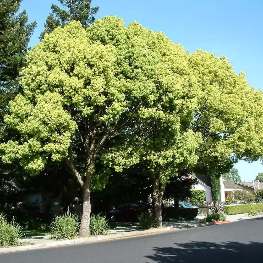  Những đám mây là kết quả của sự phát triển mạnh mẽ của những bông hoa nhỏ màu vàng nhạt đến trắng xanh dày đặc trên các cành cây. Những bông hoa khá nhỏ, đường kính khoảng 0,5cm nhưng hiệu ứng khối của chúng rất thú vị. Vì hoa dày đặc nên khi nở cùng lúc có thể tạo nên những đám mây vàng nhạt bồng bềnh đẹp mắt. 