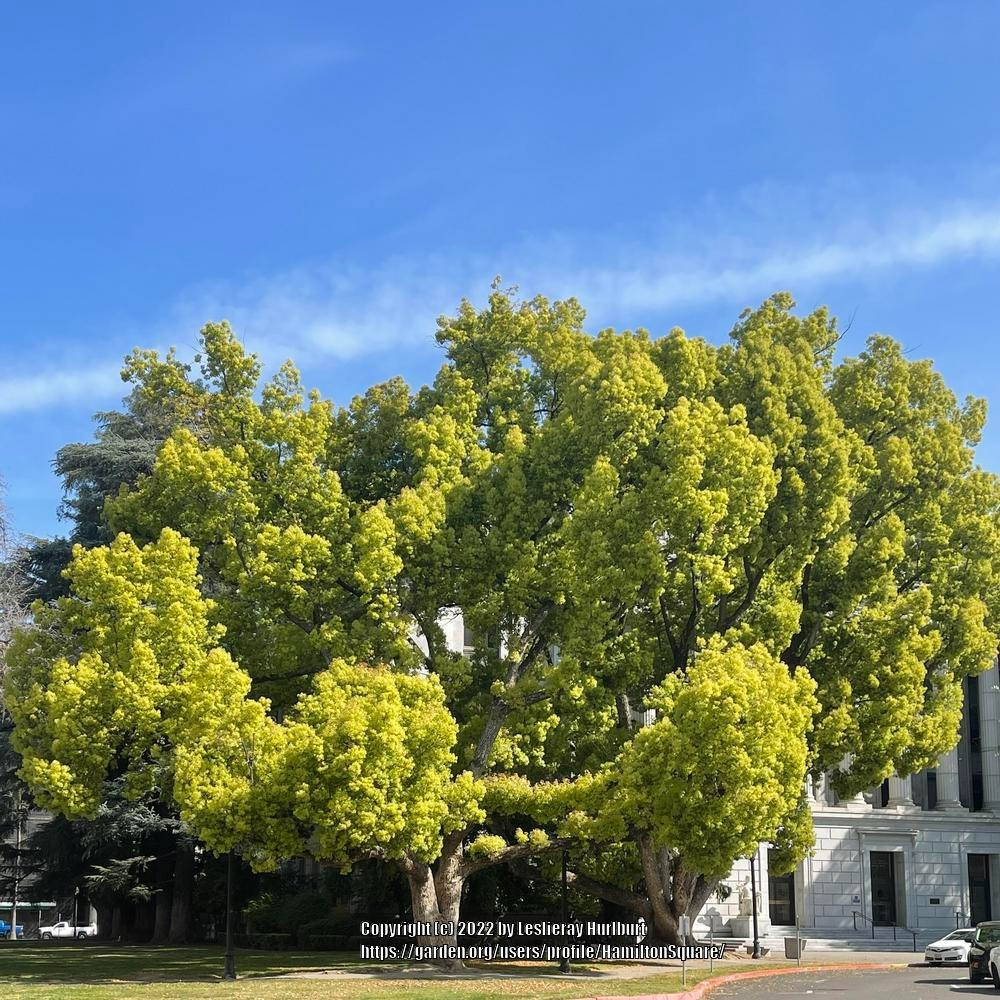  Đây là cây thân gỗ lớn, có tuổi thọ cao nên gỗ dã hương được đánh giá cao để sử dụng làm tủ vì khả năng chống côn trùng và độ cứng của nó. Loài cây trang nghiêm này là một loại cây bóng mát tuyệt vời, ít cần bảo trì, thu hút các loài chim và động vật hoang dã. Ảnh minh họa garden 