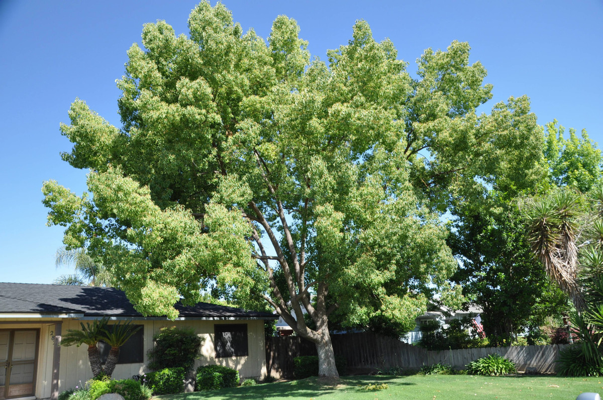 Như vậy, dã hương là loài cây có linh khí tốt lành, trồng cạnh nhà có thể xua đuổi tà ma, ngăn chặn những điều không may mắn đến với gia đình, bảo vệ ngôi nhà, phù hộ sức khỏe và cầu chúc trường thọ cho các thành viên trong gia đình. Trồng một cây dã hương trước hoặc sau nhà có thể mang lại may mắn, bảo vệ thịnh vượng cho gia đình bạn hàng trăm năm. Ảnh minh họa plantmaster