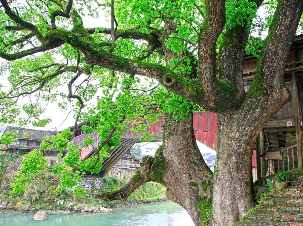  Cây dã hương (có nơi gọi là rã hương) có tên gọi quen thuộc hơn là cây long não hoặc cây chương não. Cây này có tên tiếng Anh là Camphor tree, tên khoa học là Cinnamomum camphora, thuộc họ Long não (Lauraceae).Ảnh minh họa Toutiao