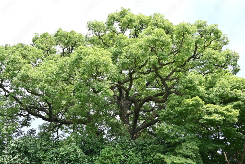  Tuy nhiên, người xưa cũng khuyên rằng nên thận trọng khi trồng dã hương trước nhà. Chủ yếu là do cây này quá to, trồng trước cửa sẽ ngăn chặn ánh sáng vào nhà, khiến cho năng lượng dương trong nhà không tốt.Ảnh minh họa stock.adobe5