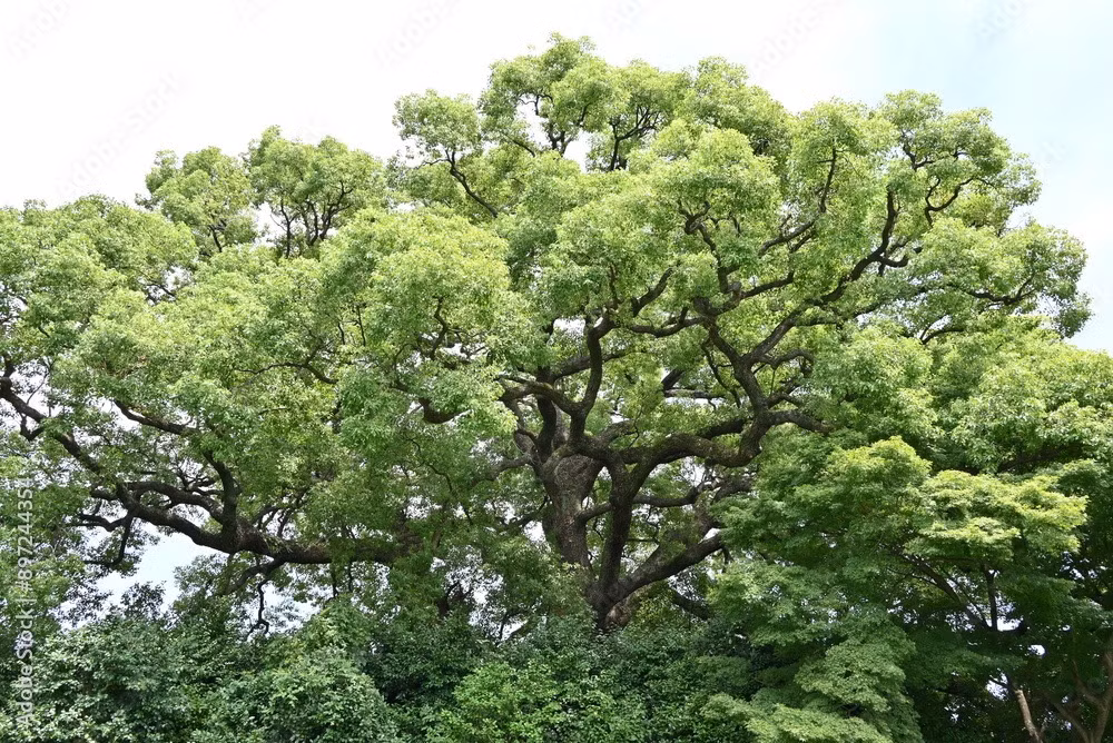  Tuy nhiên, người xưa cũng khuyên rằng nên thận trọng khi trồng dã hương trước nhà. Chủ yếu là do cây này quá to, trồng trước cửa sẽ ngăn chặn ánh sáng vào nhà, khiến cho năng lượng dương trong nhà không tốt.Ảnh minh họa stock.adobe5