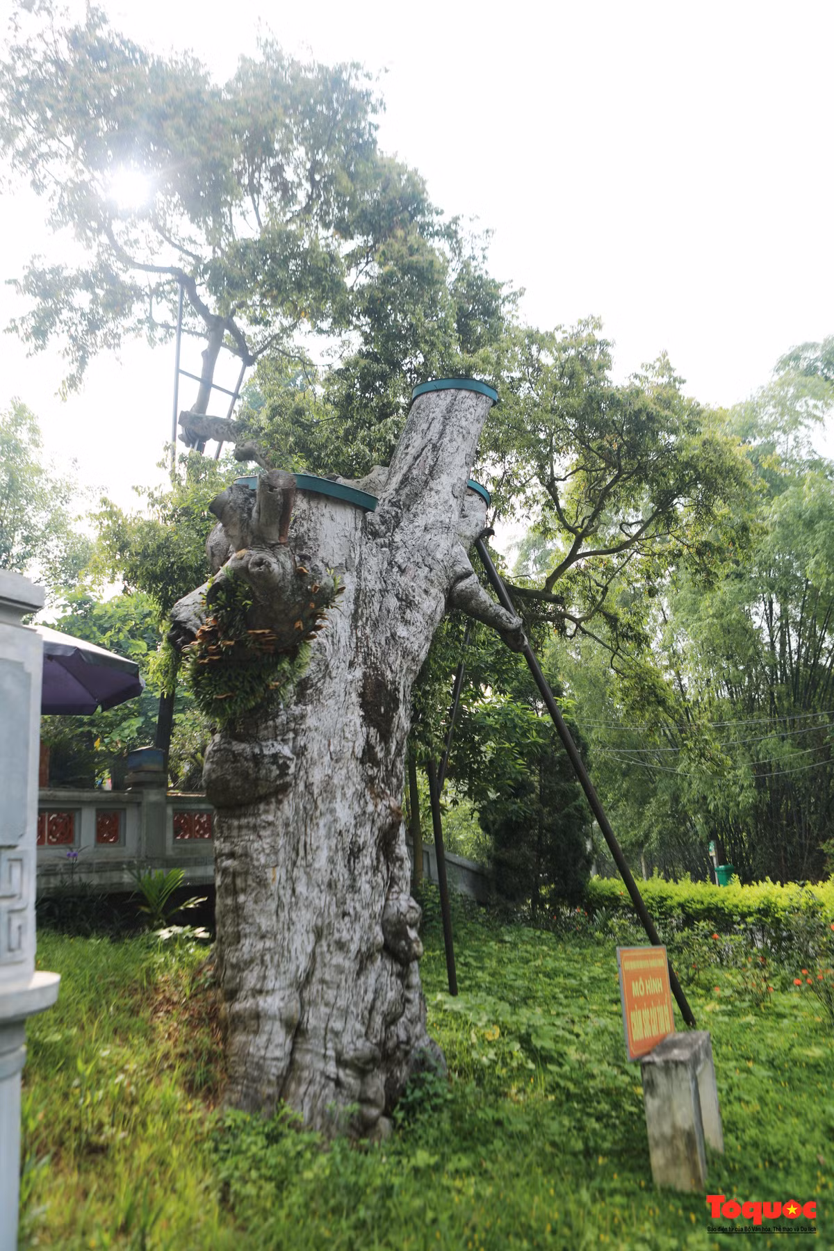  Cây có tuổi thọ cao nhất Việt Nam được biết cho đến nay thuộc về cây táu hơn 2.100 tuổi ở đền Thiên Cổ (ở thôn Hương Lan, xã Trưng Vương, TP Việt Trì, tỉnh Phú Thọ). Cây này đã được Hội Bảo vệ Thiên nhiên và Môi trường (VACNE) công nhận là cây di sản từ tháng 5/2012. Ảnh Toquoc 