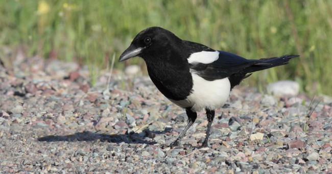 Hình ảnh tốt lành của chim ác là xuất phát từ vẻ ngoài xinh đẹp và tính cách sôi nổi. Chim ác là có kích thước nhỏ, bộ lông sáng màu, vui vẻ nhảy nhót giữa các cành cây, mang lại cho con người tâm trạng vui vẻ. Tiếng kêu của chim ác là ngọt ngào như tiếng hát nên người ta còn coi nó là biểu tượng của vẻ đẹp và sự hòa hợp. 